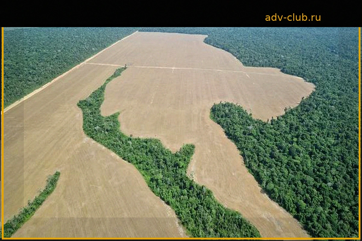 Deforestación en el Amazonas Alcanza Mínimos de una Década