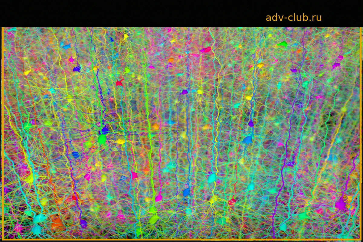 Inmortalidad digital: ¿Congelar y subir el cerebro?